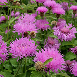 Centaurea hypoleuca - 'John Coutts' (Cornflower, Centaurea)