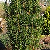 Cephalotaxus harringtonii - Fastigiata