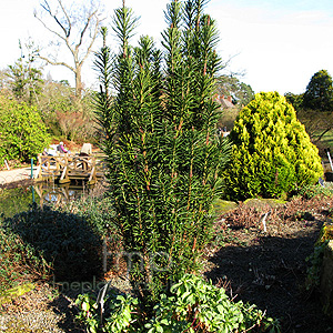 Cephalotaxus harringtonii - 'Fastigiata'