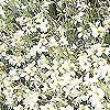 Cerastium tomentosum - Silver Carpet