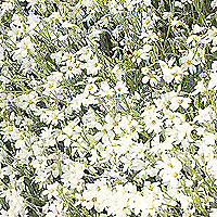 Cerastium tomentosum - 'Silver Carpet'