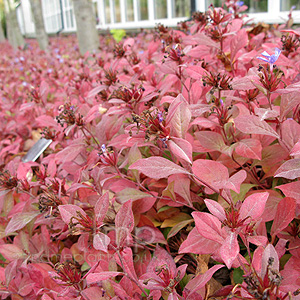 Ceratostigma plumnaginoides (Hardy Plumbago, Ceratostigma)