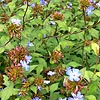 Ceratostigma willmottianum - Forest Blue - Plumbago, Ceratostigma