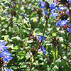 Ceratostigma willmottianum - Chinese Plumbago, Ceratostigma