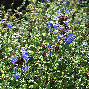 Ceratostigma willmottianum (Chinese Plumbago, Ceratostigma)