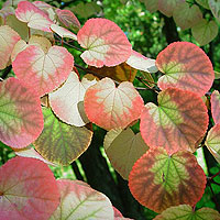 Cercidiphyllum japonicum (Katsura Tree)