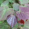Cercis canadensis - Forest Pansy - Cercis, Eastern Red Bud