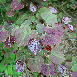 Cercis canadensis - Forest Pansy (Cercis, Eastern Red Bud)