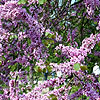 Cercis siliquastrum - Cercis, Judas tree, Love tree