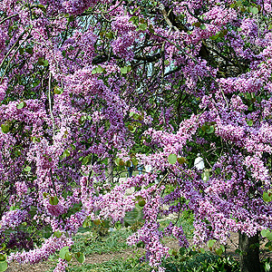 Cercis siliquastrum (Cercis, Judas Tree, Love Tree)