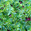 Cerinthe major - Purpurascens - Honeywort