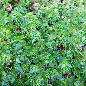 Cerinthe major - Purpurascens (Honeywort)