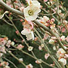 Chaenomeles speciosa - Moerloosei - Japanese Quince