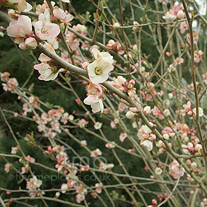 Chaenomeles speciosa - 'Moerloosei' (Japanese Quince)