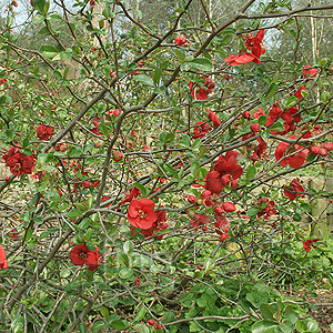 Chaenomeles X Superba - 'Nicoline'