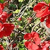 Chaenomeles x Superba - Rowallane - Flowering Quince, Chaenomeles