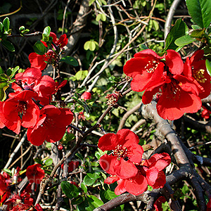 Chaenomeles x Superba - 'Rowallane' (Flowering Quince, Chaenomeles)