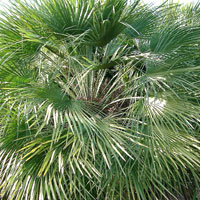 Chamaerops humilis - arbrorescens (Dwarf Fan Palm, Chamaerops)