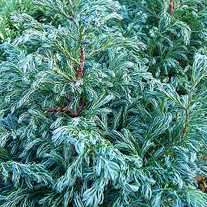 Chamaecyparis pisifera - 'Boulevard' (Sawara Cypress)