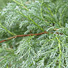 Chamaecyparis pisifera - click for full details
