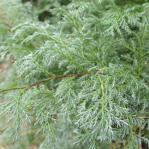 Chamaecyparis pisifera - 'Squarrosa Sulphurea'