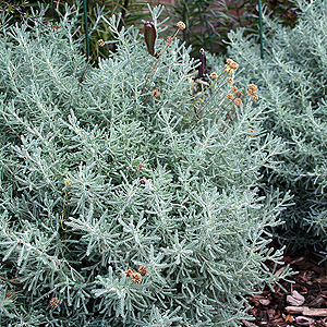 Chamaecyparis obtusa - 'Nana'