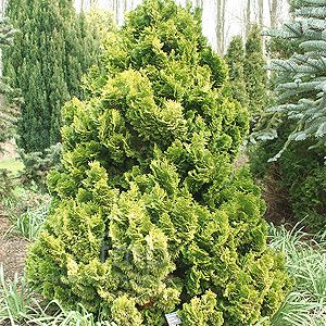 Chamaecyparis obtusa - 'Nana Lutea'