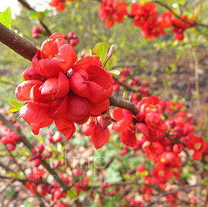 Chaenomeles - 'Clementine' (Chaenomeles, Japonica)