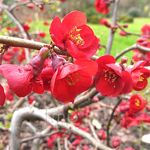 Chaenomeles - 'Fire Dance'