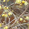 Chimonanthus praecox - Concolor - Winter Sweet, Chimonanthus