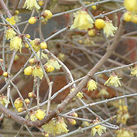 Chimonanthus praecox - 'Concolor' (Winter Sweet, Chimonanthus)