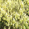 Chimonanthus praecox - Winter Sweet, Chimonanthus