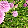 Allium schoenoprasum - Chive, Allium