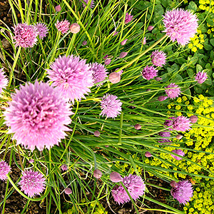 Allium schoenoprasum (Chive, Allium)