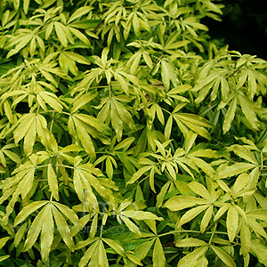 Choisya ternata - 'Goldfinger' (Mexican Orange Blossom)