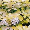 Choisya ternata - Sundance - Mexican Orange Blossom