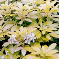 Choisya ternata - 'Sundance' (Mexican Orange Blossom)