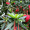 Chrinodendron hookerianum