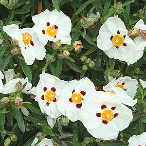 Cistus X purpureus - Alan Fradd