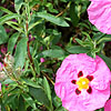 Cistus purpureus - Betty Taudevin - Rock Rose