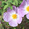 Cistus incanus - Creticus