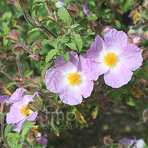 Cistus incanus - 'Creticus'