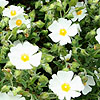 Cistus X florentinus - Fontfroide - Rock Rose