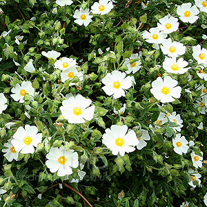 Cistus X florentinus - Fontfroide (Rock Rose)