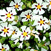 Cistus Gordon Cooper - Rock Rose