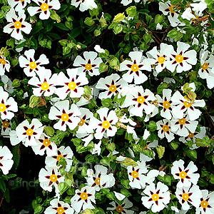 Cistus Gordon Cooper (Rock Rose)