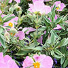 Cistus X bornetianus - Jester - Rock Rose