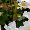 Cistus populifolius - Major - Rock Rose