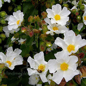 Cistus populifolius - 'Major' (Rock Rose)