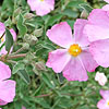 Cistus X argenteus - Peggy Sammons - Rock Rose